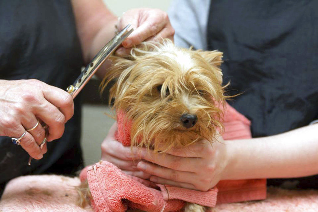 Hoarding Yorkies
